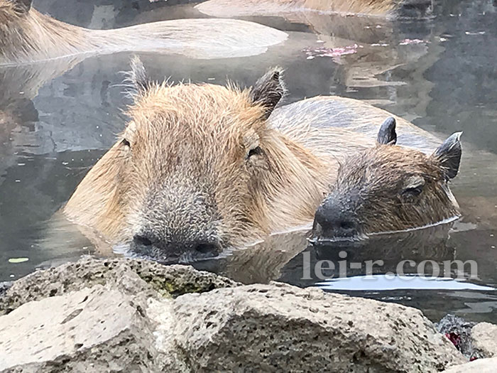 伊豆シャボテン公園