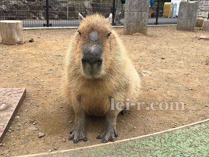 伊豆シャボテン公園のカピバラ