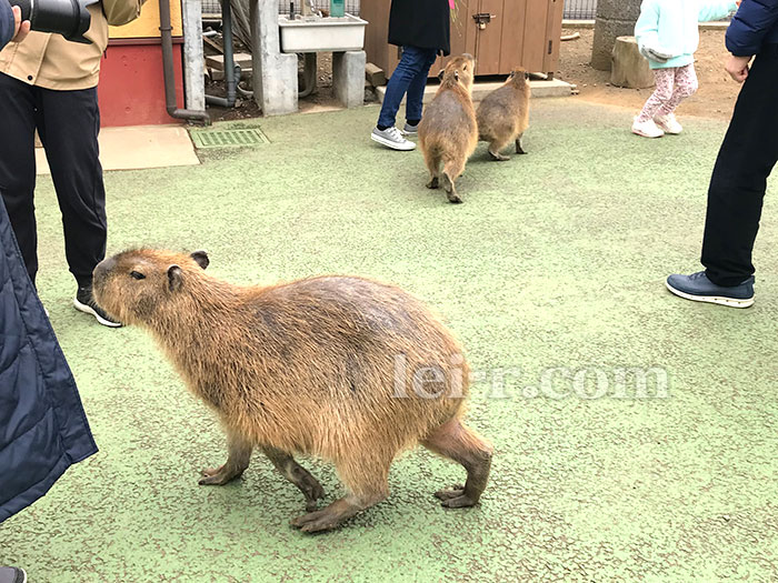 伊豆シャボテン動物公園のカピバラ