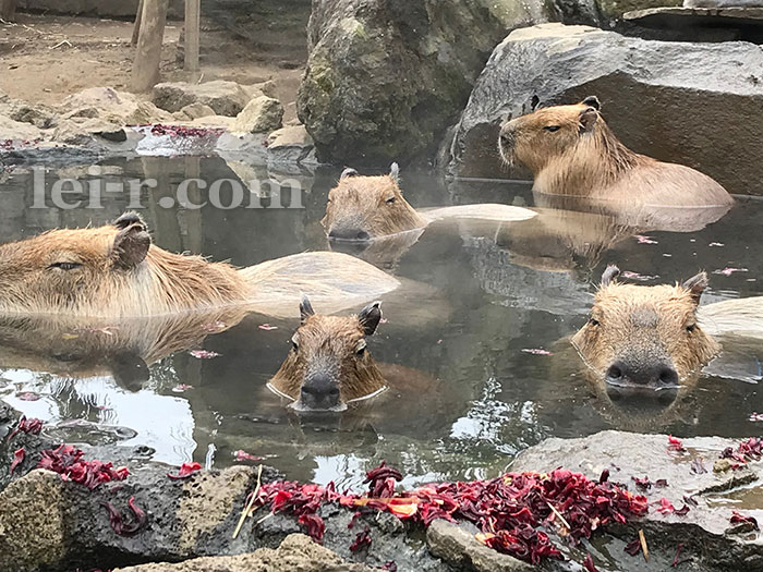 伊豆シャボテン公園のカピバラ露店風呂入浴