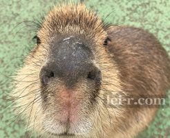 伊豆シャボテン公園のカピバラ