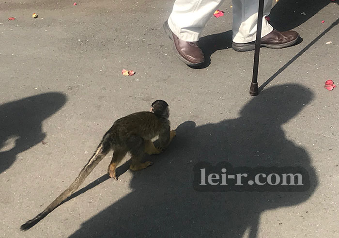 伊豆シャボテン動物公園のリスザル